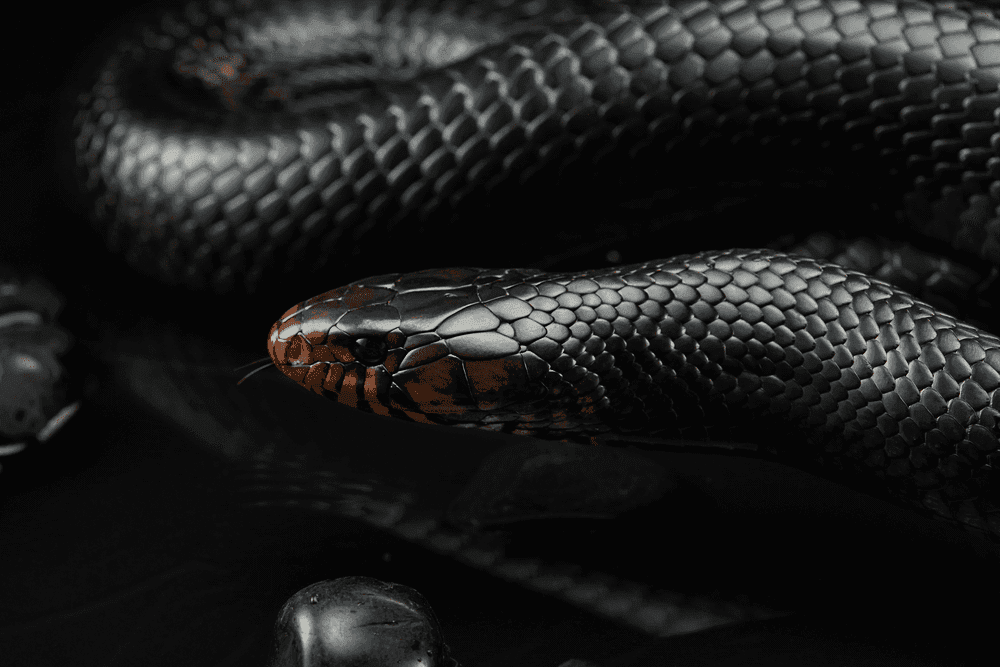 Why the Black Snake Dream Meaning Isn’t (Always) a Warning—Sometimes It’s Just a Nudge