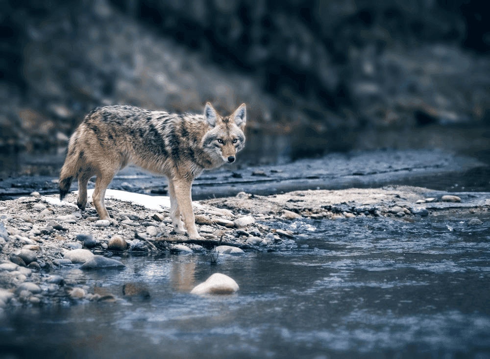 The Coyote Dream Meaning: The Shape of Trickery and Wisdom