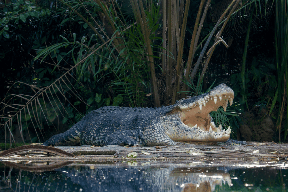 The Crocodile Dream Meaning: A Quiet Reckoning with Power