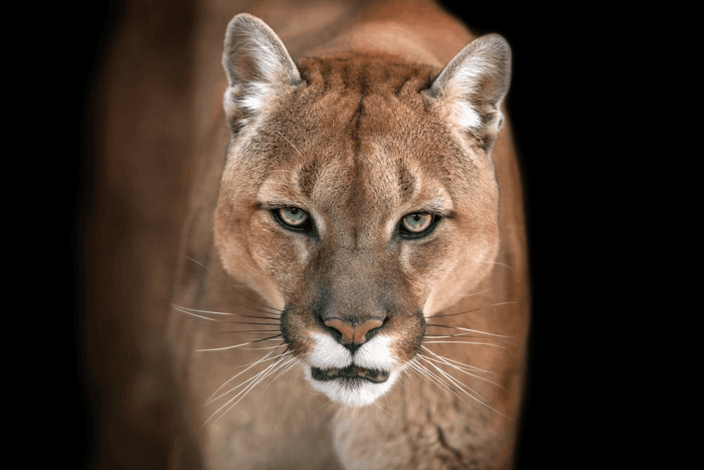 The Mountain Lion Dream Meaning: Why It Appears