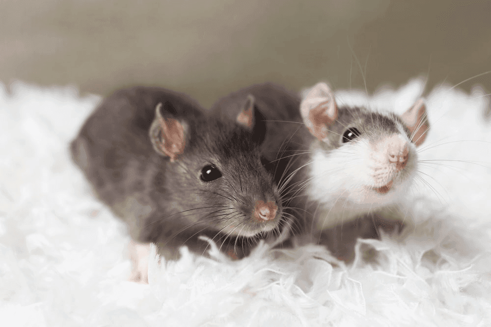 What You Should Know About Rats in Dream Meaning