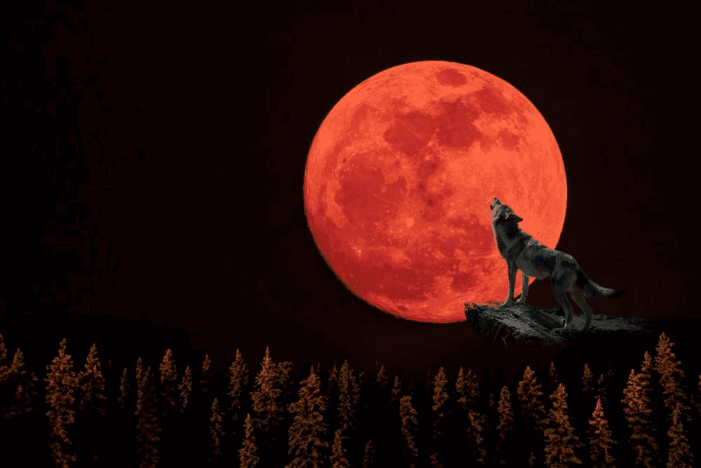 Wolf Dream Meaning: Nighttime Adventures with Your Soul